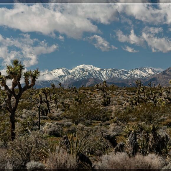 Joshua Tree's Beauty!  - Picture 3 of 16